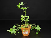 4-H Grow Your Own Clovers Kit with Circuit Playground Express