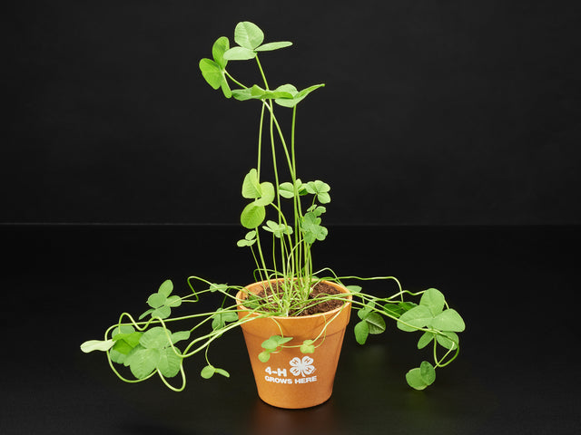4-H Grow Your Own Clovers Kit with Circuit Playground Express